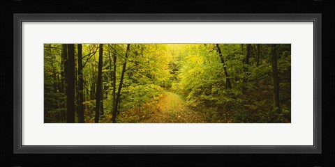 Framed Dirt road passing through a forest, Vermont, USA Print