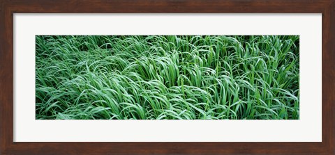 Framed High angle view of grass, Montana, USA Print