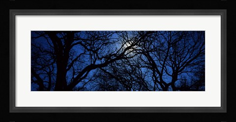 Framed Silhouette of Oak trees, Texas, USA Print