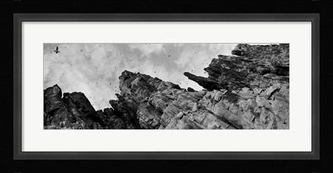 Framed Birds Nesting In Cliffs, Norway Print