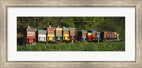 Framed Row of beehives, Switzerland Print