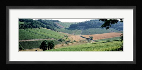Framed France, Chablis, vineyards Print