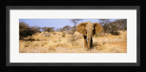 Framed Elephant, Somburu, Kenya, Africa Print