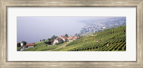 Framed Vineyards, Lausanne, Lake Geneva, Switzerland Print