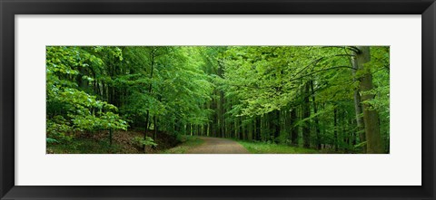 Framed Road Through a Forest near Kassel Germany Print
