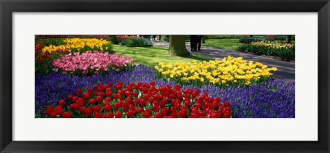 Framed Colorful flower beds, Keukenhof Garden, Lisse, The Netherlands Print