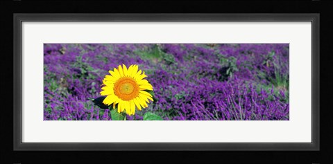 Framed Lone sunflower in Lavender Field, France Print