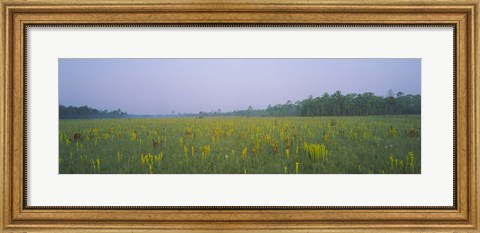 Framed Yellow Trumpet Pitcher Plants In A Field, Apalachicola National Forest, Florida, USA Print