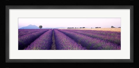 Framed Lavender Field, Plateau De Valensole, France Print