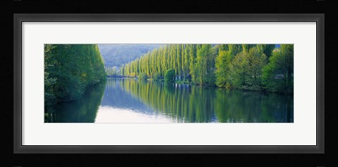 Framed Poplar Trees On River Aare, Near Canton Aargau, Switzerland Print