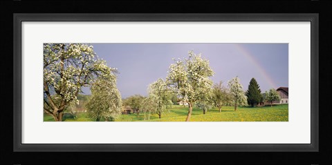 Framed Pear trees in a field (Pyrus communis), Aargau, Switzerland Print
