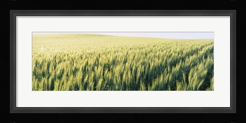 Framed Field Of Barley, Whitman County, Washington State, USA Print