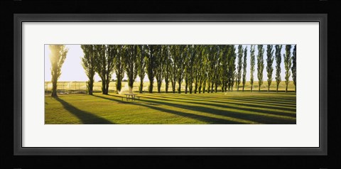 Framed Poplar Trees Near A Wheat Field, Twin Falls, Idaho, USA Print