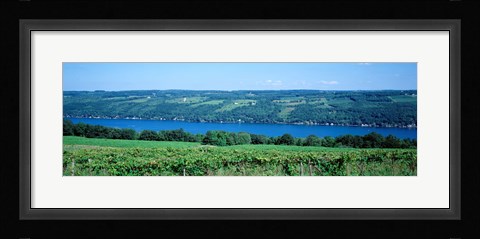Framed Vineyard with a lake in the background, Keuka Lake, Finger Lakes, New York State, USA Print
