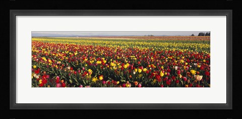 Framed Tulip Field, Willamette Valley, Oregon, USA Print