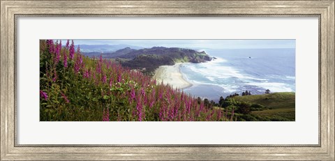 Framed Foxgloves At Cascade Head, Tillamook County, Oregon, USA Print