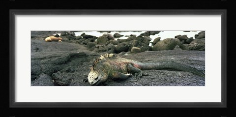 Framed Marine Iguana Galapagos Islands Print