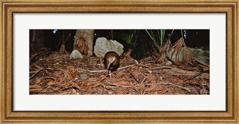 Framed Lord Howe Woodhen Bird Standing Under The Tree, Lord Howe Island, Australia Print