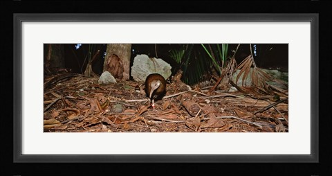 Framed Lord Howe Woodhen Bird Standing Under The Tree, Lord Howe Island, Australia Print
