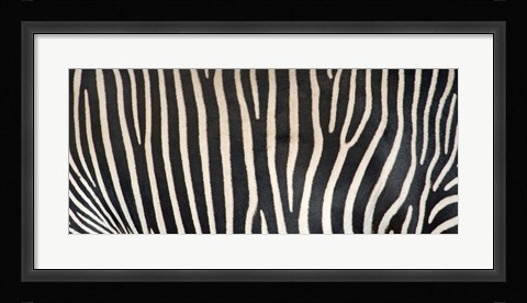 Framed Grevey's Zebra Stripes Print