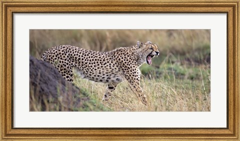 Framed Cheetah walking in a field Print