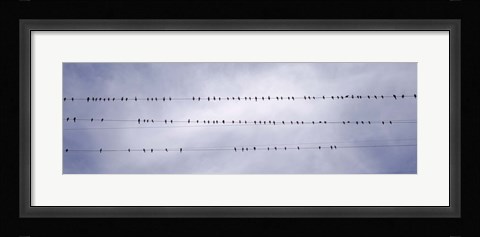 Framed California, Flock of birds sitting on power line Print