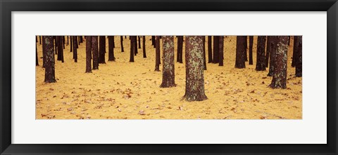 Framed Low Section View Of Pine And Oak Trees, Cape Cod, Massachusetts, USA Print