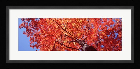 Framed Low Angle View Of A Maple Tree, Acadia National Park, Mount Desert Island, Maine, USA Print