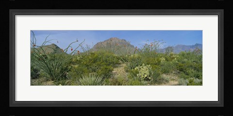 Framed Ocotillo Plants In A Park, Big Bend National Park, Texas, USA Print