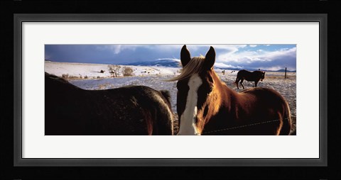 Framed Horses in a field, Montana, USA Print