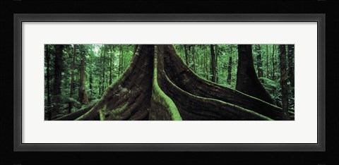 Framed Roots of a giant tree, Daintree National Park, Queensland, Australia Print