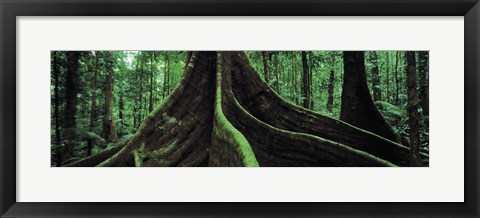 Framed Roots of a giant tree, Daintree National Park, Queensland, Australia Print