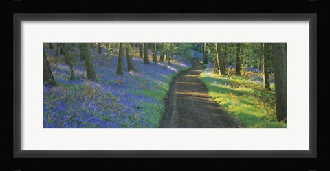 Framed Bluebell flowers along a dirt road in a forest, Gloucestershire, England Print