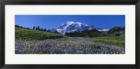 Framed Wildflowers On A Landscape, Mt Rainier National Park, Washington State, USA Print