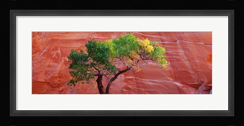 Framed Low Angle View Of A Cottonwood Tree In Front Of A Sandstone Wall, Escalante National Monument, Utah, USA Print