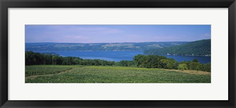 Framed High angle view of a vineyard near a lake, Keuka Lake, Finger Lakes, New York State, USA Print