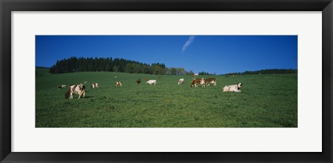 Framed Herd of cows grazing in a field, St. Peter, Black Forest, Germany Print