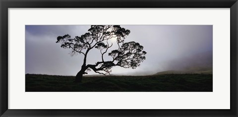 Framed Silhouette Of A Koa Tree, Mauna Kea, Kamuela, Big Island, Hawaii, USA Print