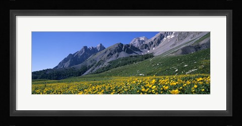 Framed Flowers Growing On A Field, French Riviera, France Print