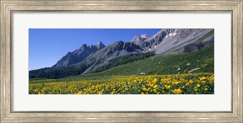 Framed Flowers Growing On A Field, French Riviera, France Print