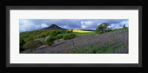 Framed Bluebell Flowers In A Field, Cleveland, North Yorkshire, England, United Kingdom Print