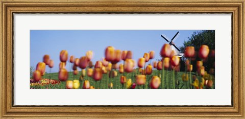 Framed Tulip Flowers With A Windmill In The Background, Holland, Michigan, USA Print