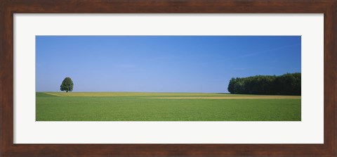 Framed Tree in a field, Germany Print