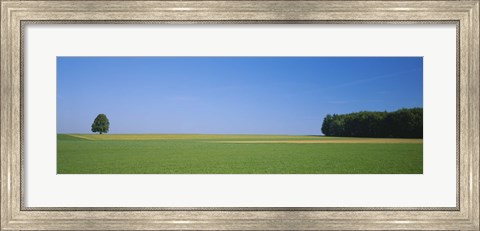 Framed Tree in a field, Germany Print