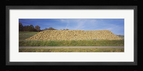 Framed Heap Of Sugar Beets In A Field, Stuttgart, Baden-Wurttemberg, Germany Print