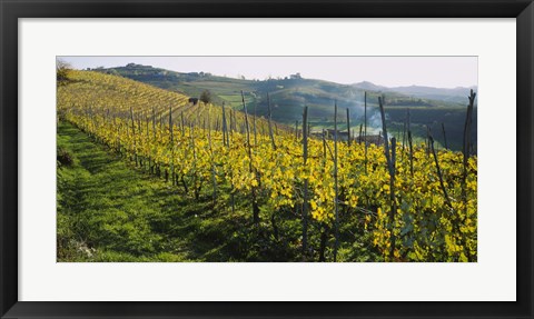 Framed Panoramic view of vineyards, Peidmont, Italy Print