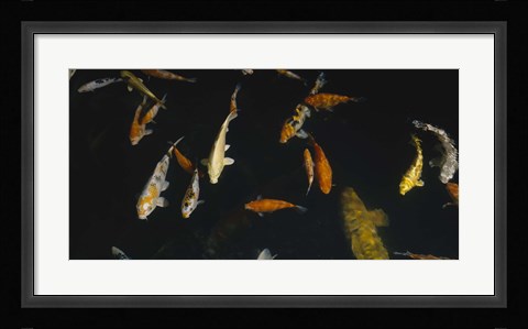 Framed Close-up of a school of fish in an aquarium, Japanese Koi Fish, Capitol Aquarium, Sacramento, California, USA Print