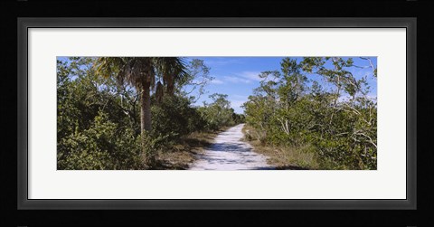 Framed Dirt road passing through a forest, Indigo Trail, J.N. Ding Darling National Wildlife Refuge, Sanibel Island, Florida, USA Print
