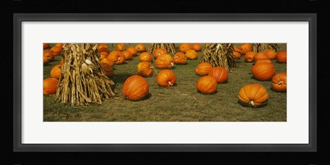 Framed Corn plants with pumpkins in a field, South Dakota, USA Print