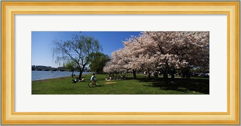 Framed Group of people in a garden, Cherry Blossom, Washington DC, USA Print